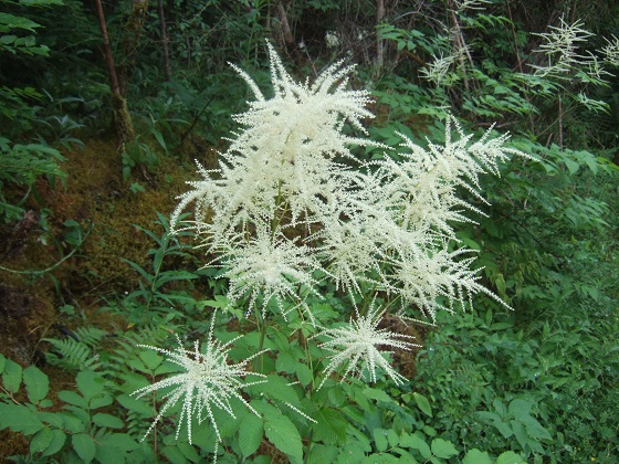 Aruncus dioica - barbe de bouc Dscf9260