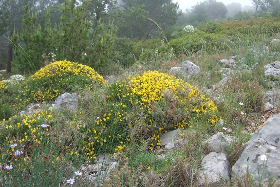 Genista lobelii - genêt de lobel Dscf9332