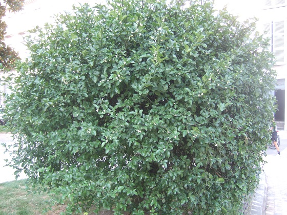 Citrus trifoliata (= Poncirus trifoliata) - Page 4 Dscf9641
