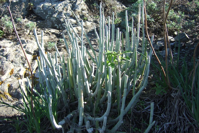 Ceropegia dichotoma Dscf9714