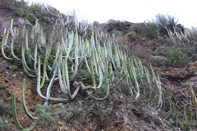 Euphorbia canariensis - euphorbe des Canaries Dscf9819