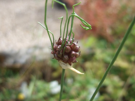 Allium vineale - ail des vignes Dscf9839