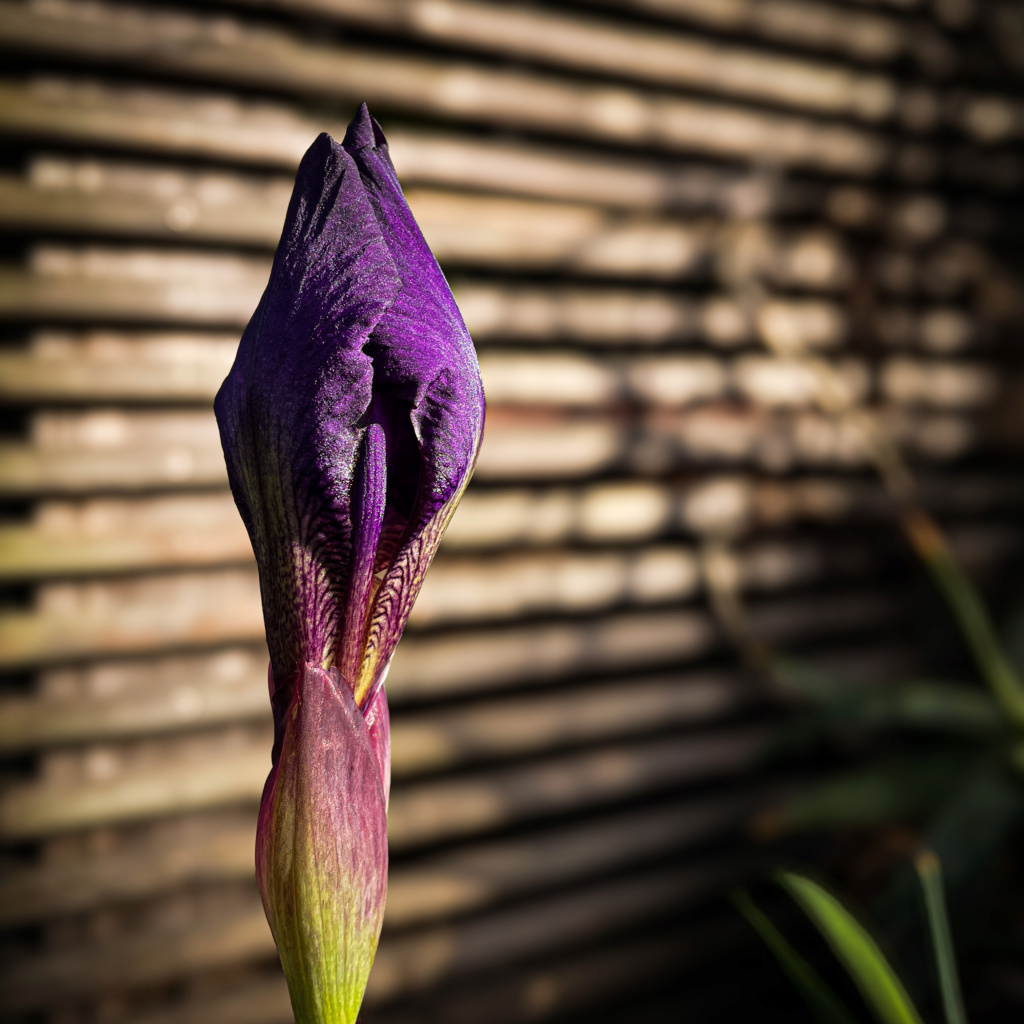 Déficoncours " iris et bulbeuses" - Les votes Img_9310