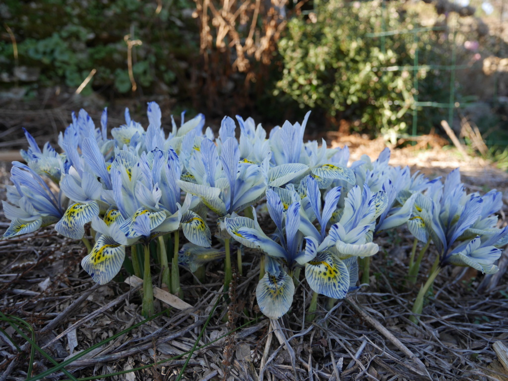 Déficoncours " iris et bulbeuses" - Les votes Iris_w10