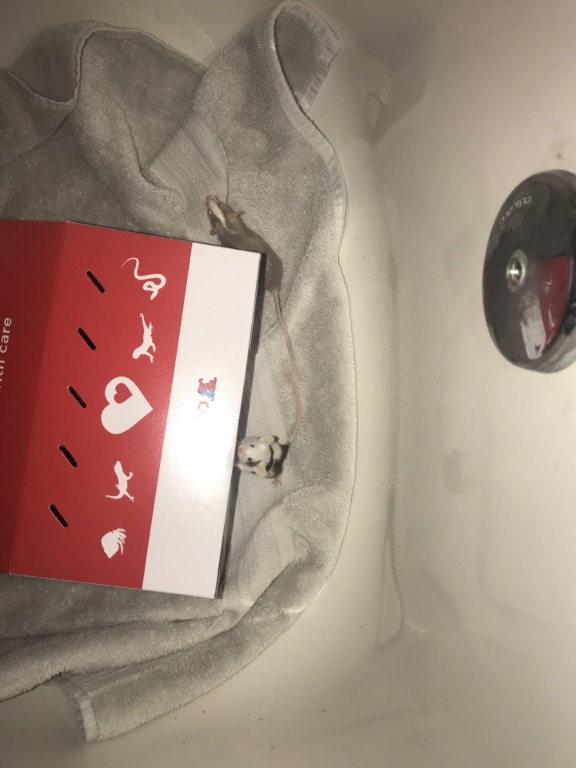 Meet my mice (and help me name one)! 433dd110