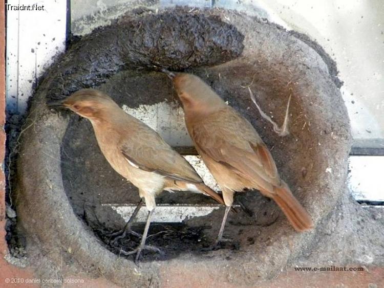 بالصور قام شاب في الارجواي بتصوير لحظات بناء بيت العمر لزوجين 1111