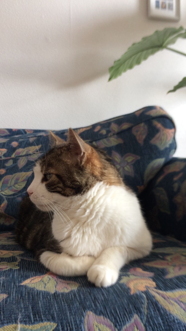 CHAMINOU 10 ans fiv+ Chamin10