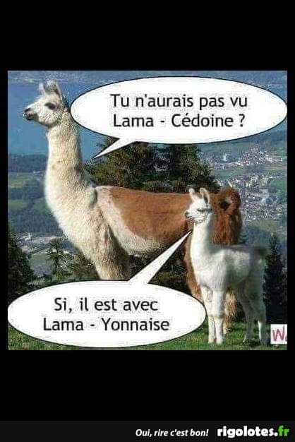 Humour Toujours - Page 2 Lama10