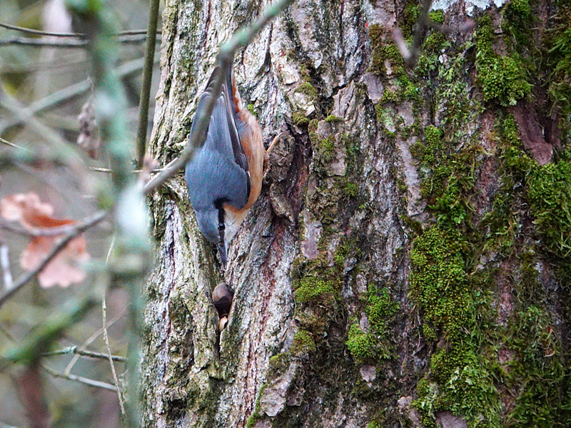 huppé -  Photos d'observation  Natur'elle  - Page 3 1dsc0320