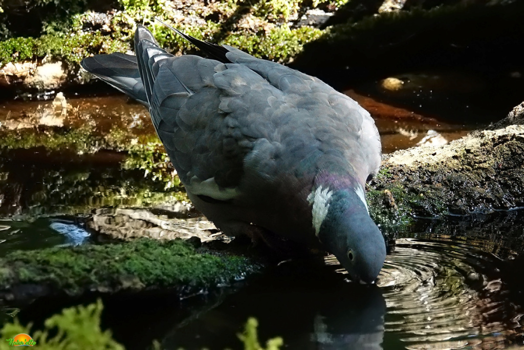 Pigeon ramier, colombin...  1dsc0825