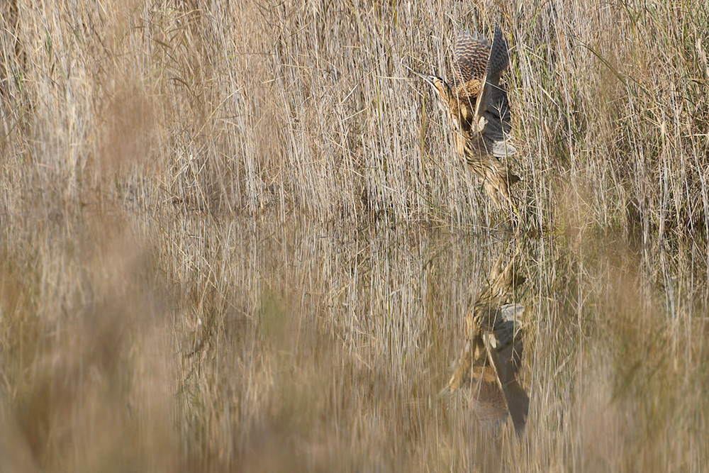 huppe -  Photos d'observation  Natur'elle  - Page 20 1dsc1476