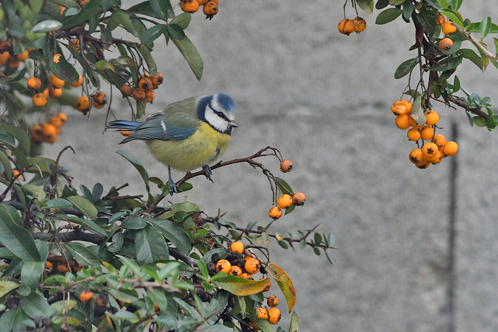 photo -  Photos d'observation  Natur'elle  - Page 20 1dsc1484