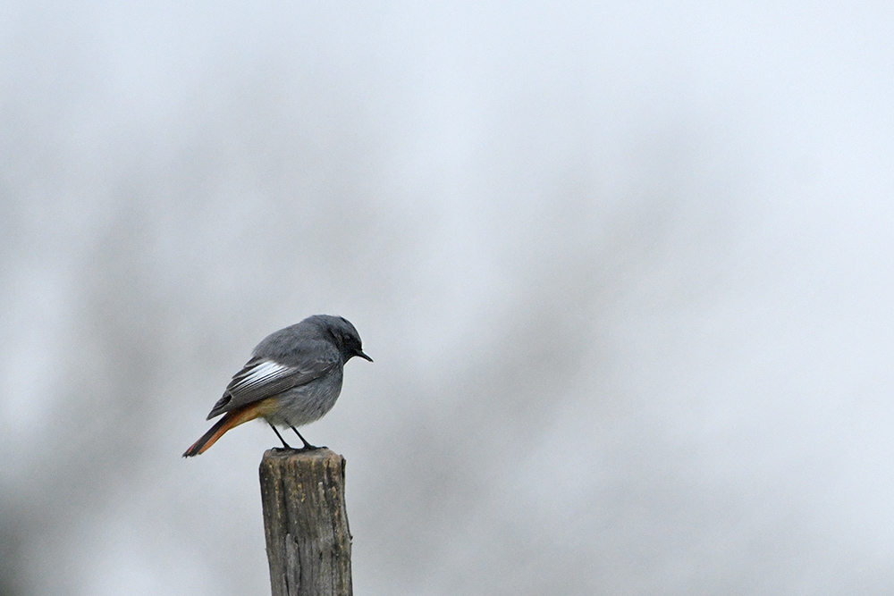 photo -  Photos d'observation  Natur'elle  - Page 20 1dsc1528