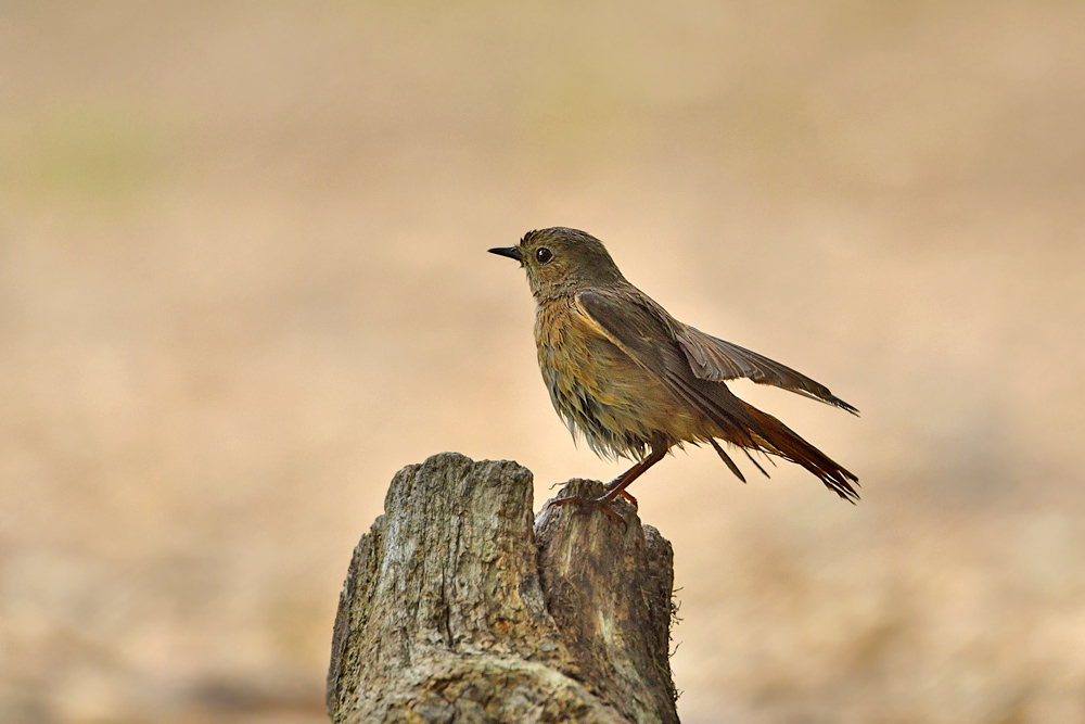 photo -  Photos d'observation  Natur'elle  - Page 22 1dsc1577