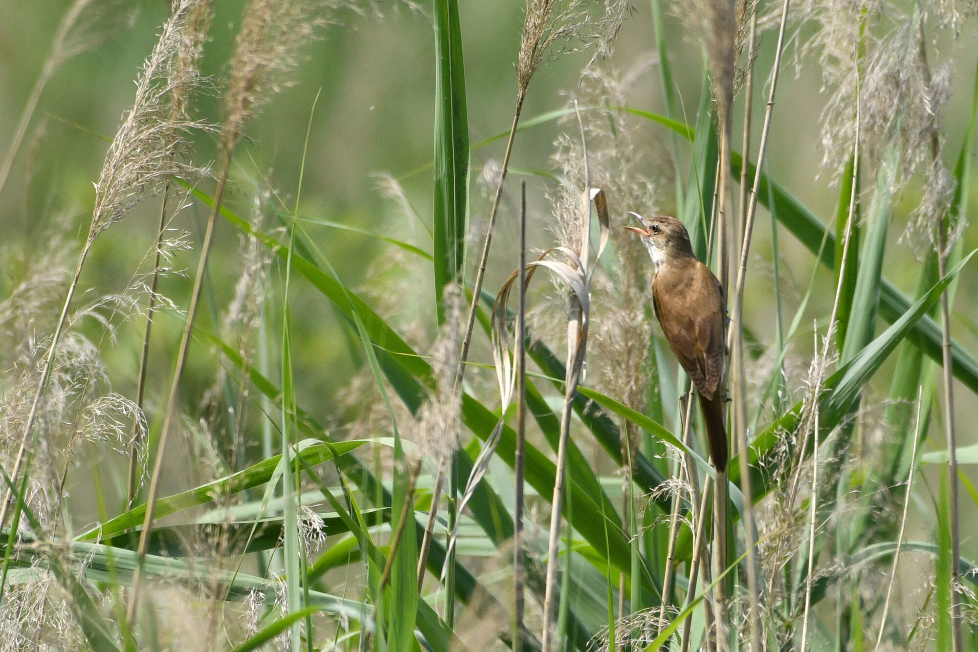 photo -  Photos d'observation  Natur'elle  - Page 22 1dsc1593