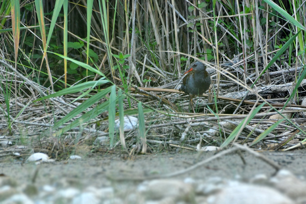 huppé -  Photos d'observation  Natur'elle  - Page 22 1dsc1600