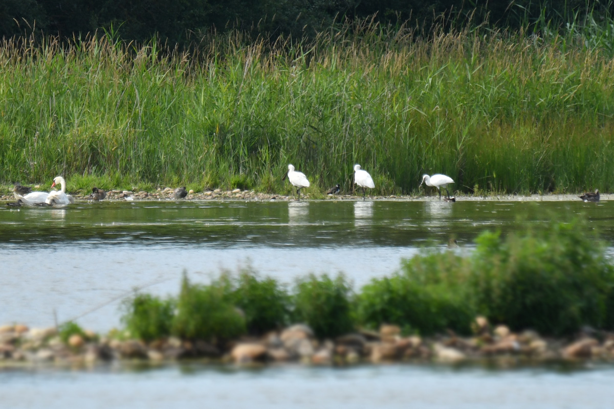 photo -  Photos d'observation  Natur'elle  - Page 5 1dsc_161