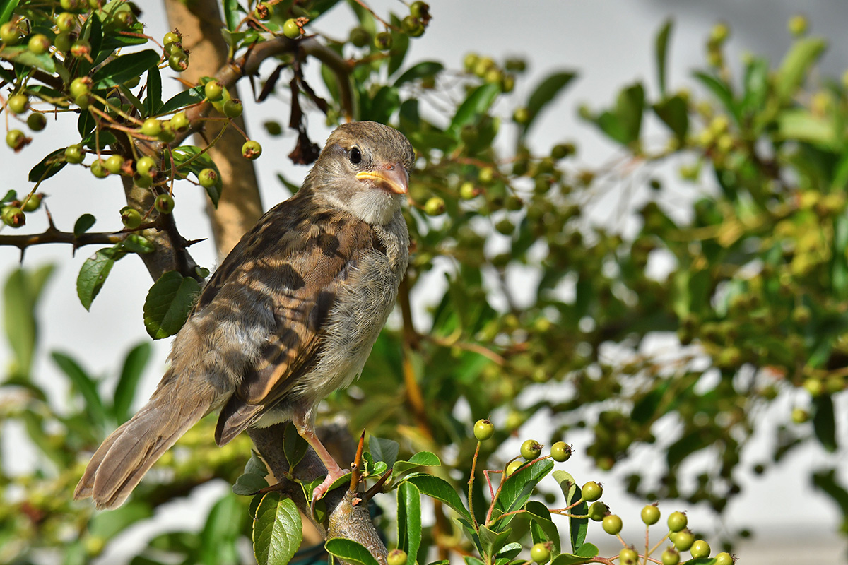 Moineau domestique - Page 7 1dsc_265