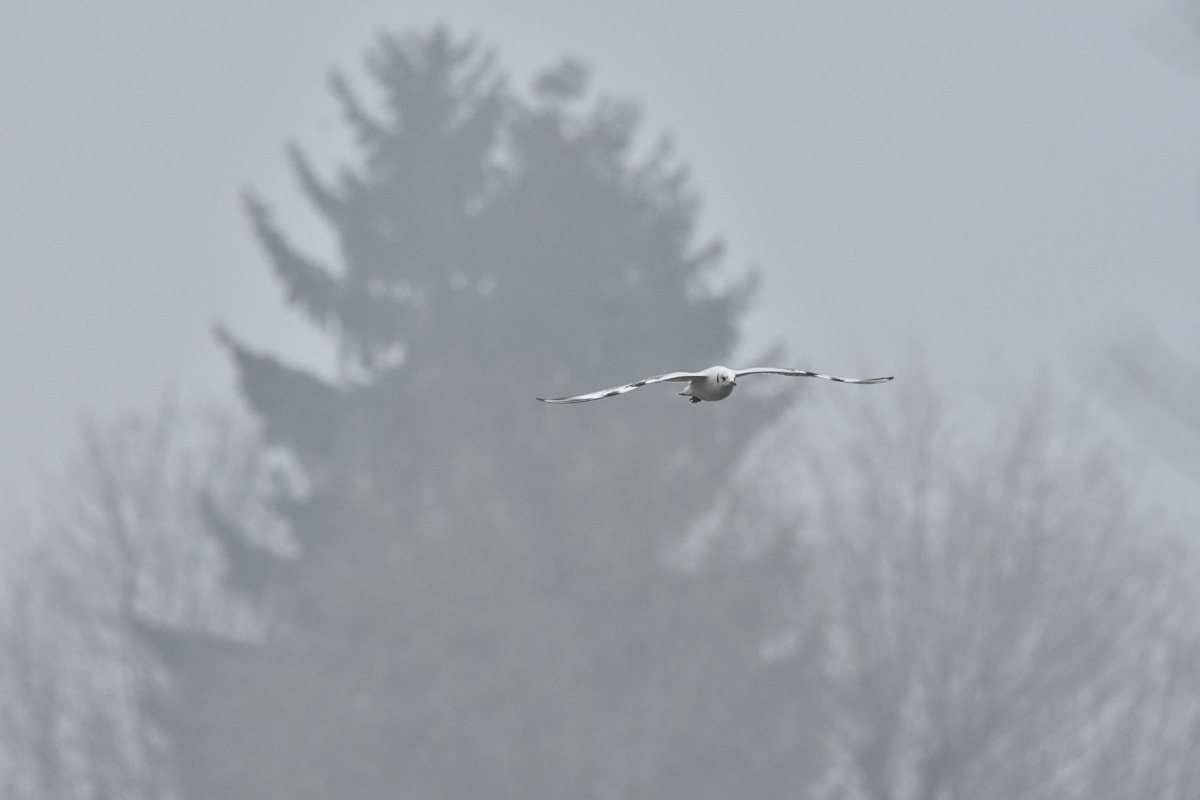 huppe -  Photos d'observation  Natur'elle  - Page 3 1dsc_437