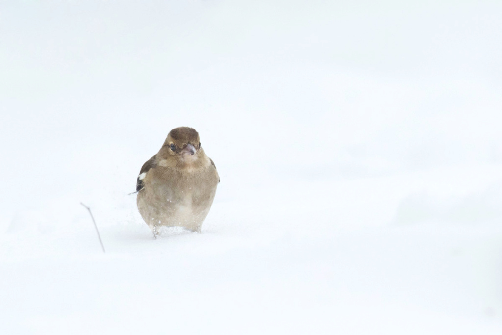 chardonneret - Oiseaux dans la neige - Page 3 1dsc_896