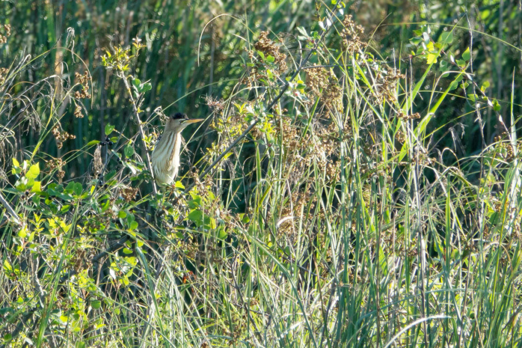 Espèces d'Oiseaux rares - Pie Grièche à tête rousse Blongi10