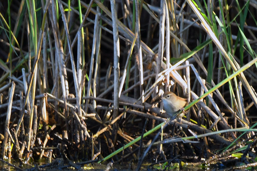 Espèces d'Oiseaux rares - Pie Grièche à tête rousse Bousca10