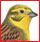 oiseaux - Familles d'Oiseaux : liste, identification Gif_br10