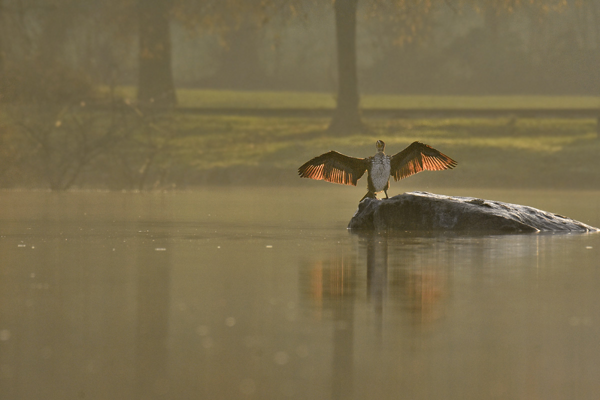 huppe -  Photos d'observation  Natur'elle  - Page 3 Grand_10