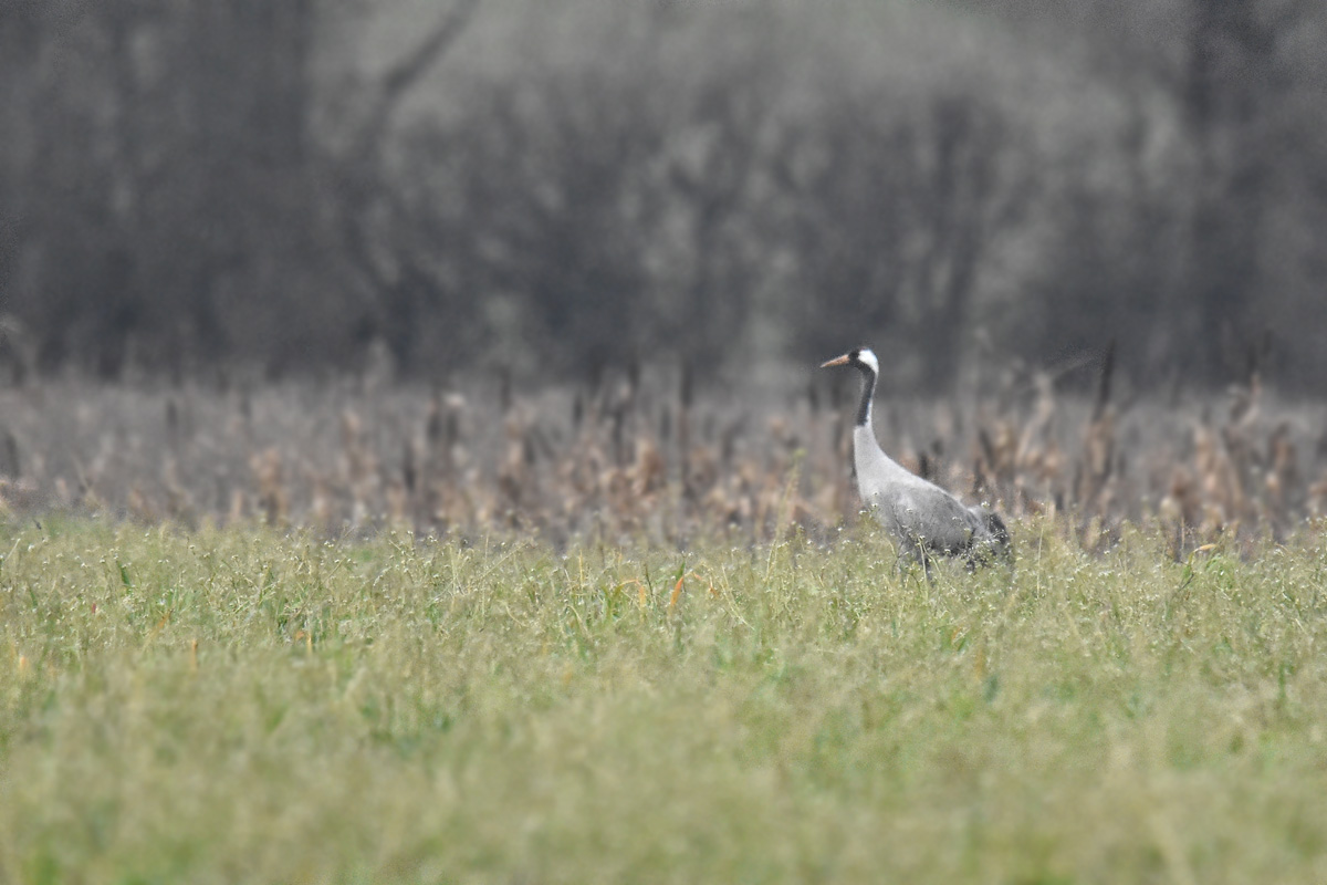 photo -  Photos d'observation  Natur'elle  - Page 3 Grue_c11