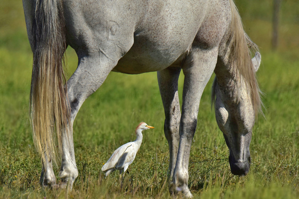 Quel est cet oiseau ?  - Page 4 Heron_11