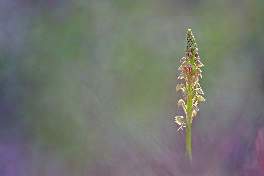 Fleurs et plantes sauvages - Page 3 Orchis11