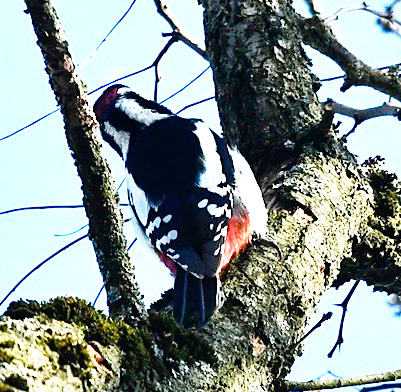 mésange - Mes photos avec Nikon 300 PF 4 Nikkor - Page 18 Pic12