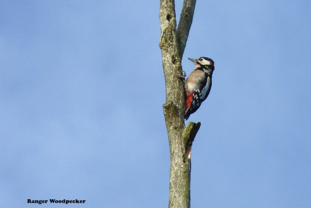 Ranger Woodpecker ~ Mes photos Pic211