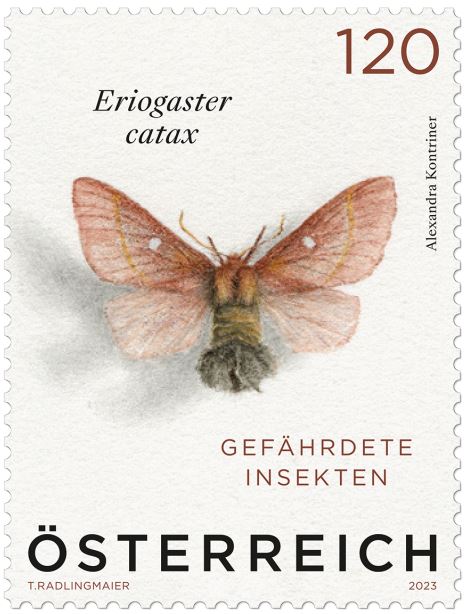 Österr. NEU: Schmetterling - Eriogaster catax  4_schm10