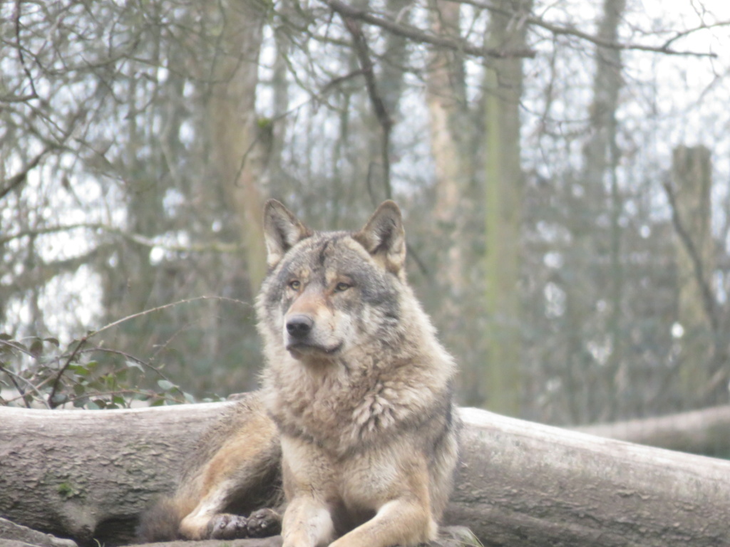 rencontre avec le loup Img_0513