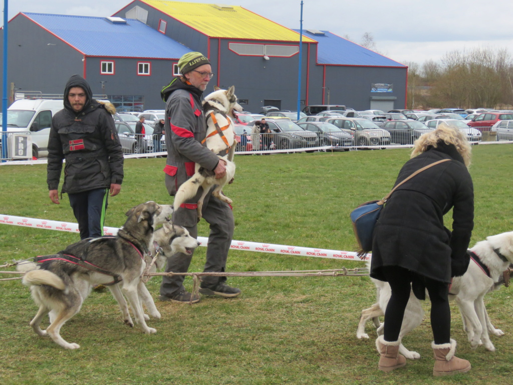 reportage sur les chiens de trainaux de justine Img_9411