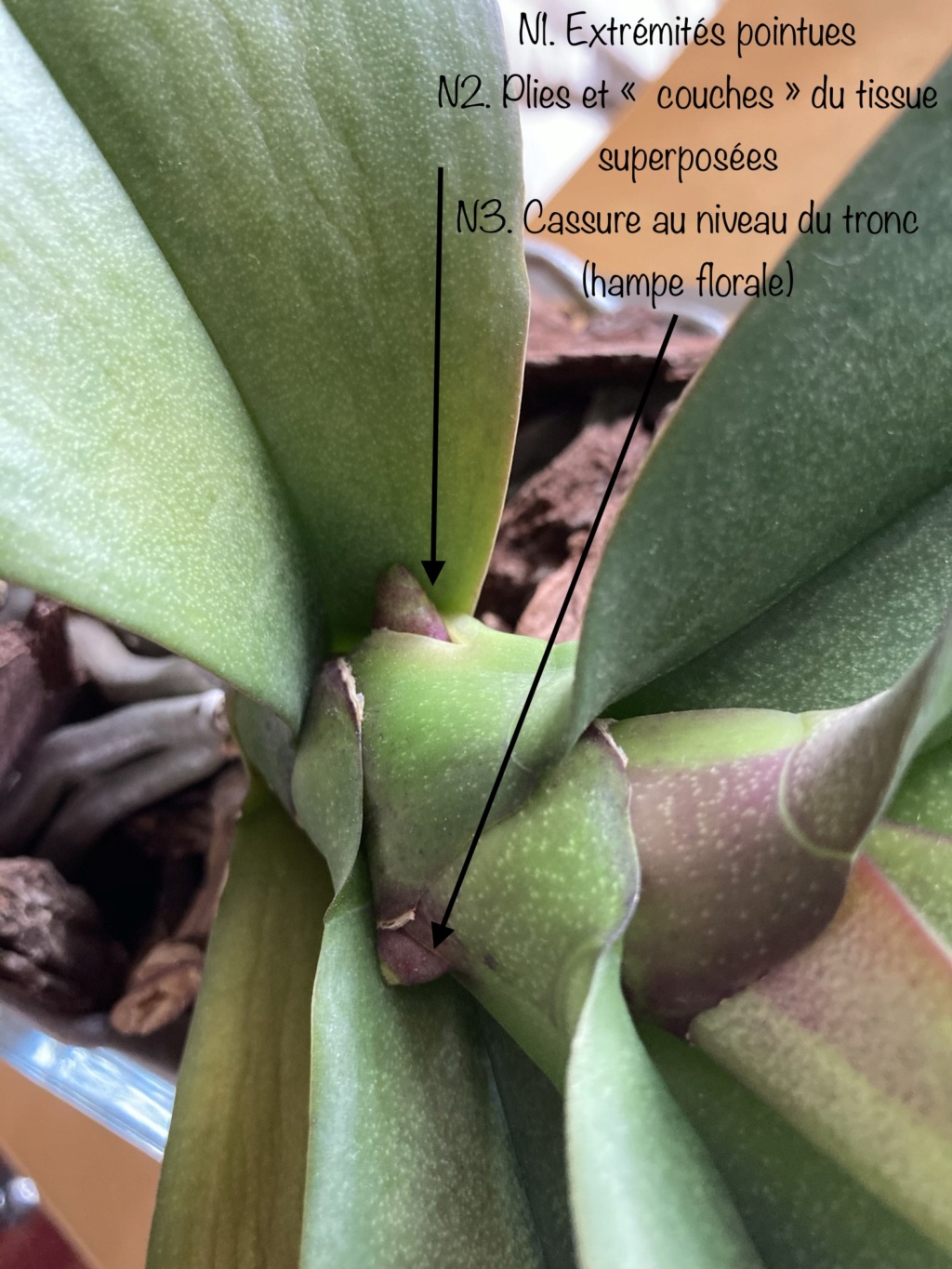 Comment distinguer les hampes des racines d’un Phalaenopsis 97183410