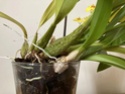 Floraison Oncidium ‘Pluie d’Or’ 6650d010