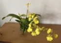 Floraison Oncidium ‘Pluie d’Or’ 86001110