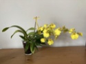 Floraison Oncidium ‘Pluie d’Or’ Af385c10