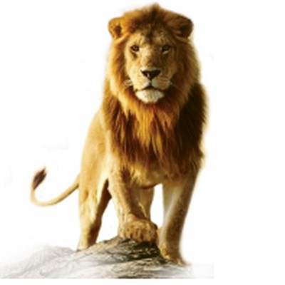 Les animaux 1_lion10