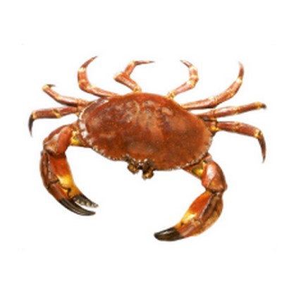 Les animaux 7_crab10