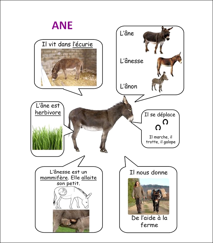 FLASH CARDS Les animaux  Ane26
