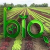 Photos Imagier Légumes Bio10