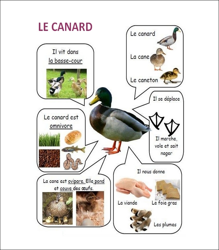 FLASH CARDS Les animaux  Canard22