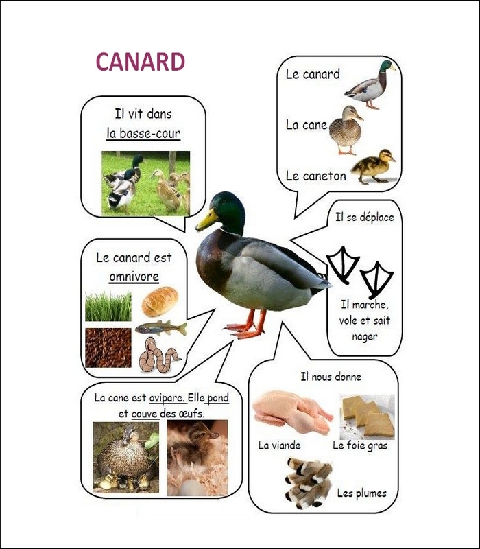 Corrigé - Autour de la ferme Canard23