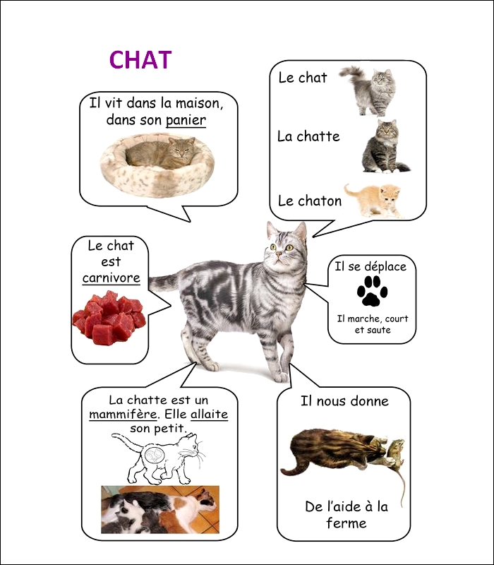 FLASH CARDS Les animaux  Chat20