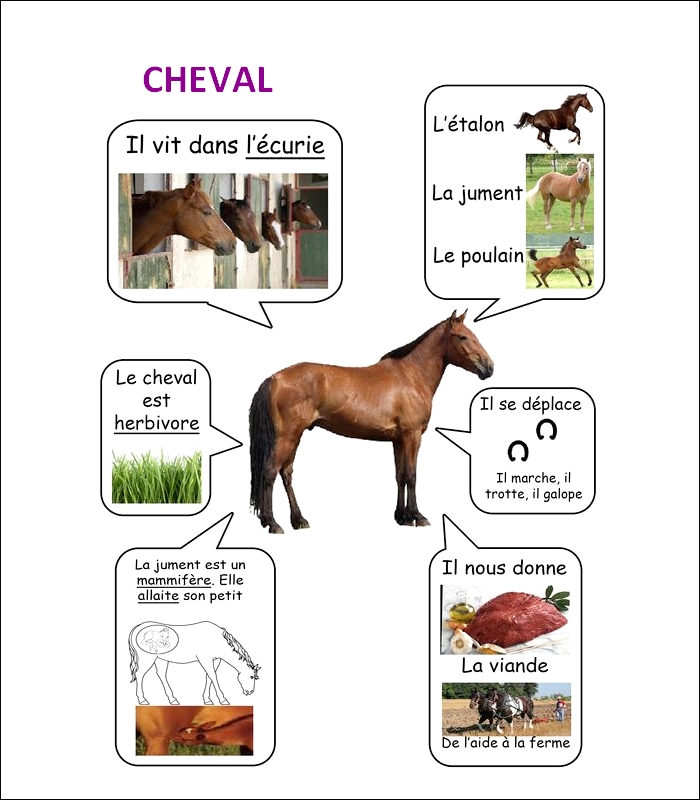 FLASH CARDS Les animaux  Cheval21