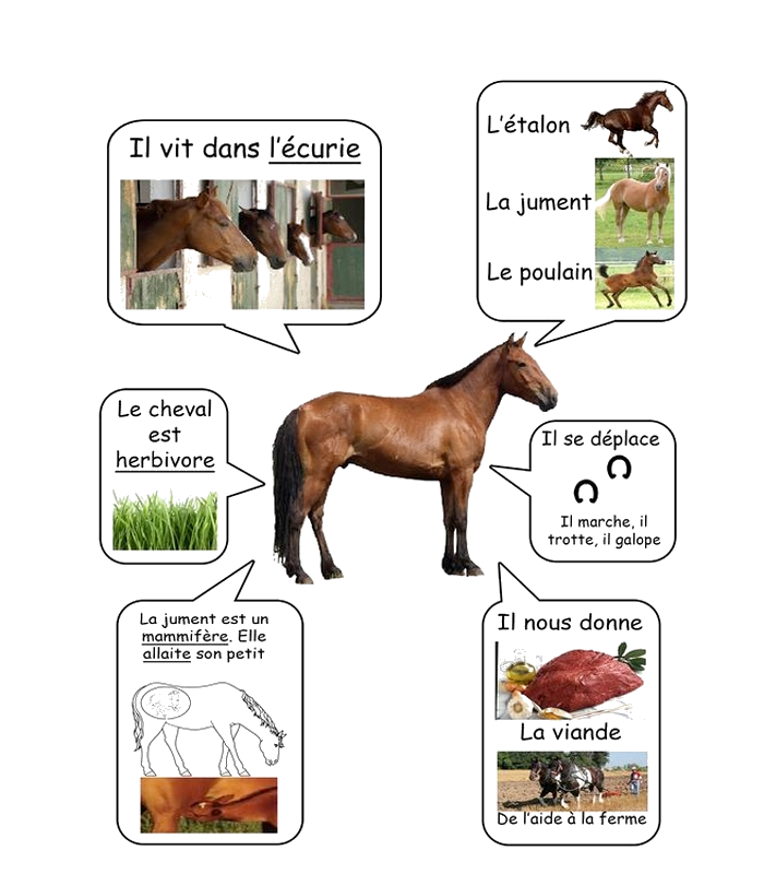 Fiche technique : le cheval Cheval28