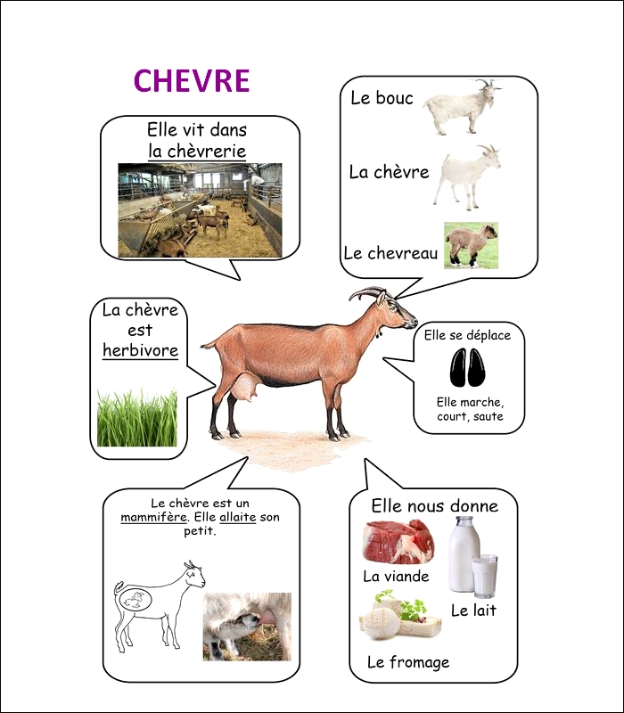 FLASH CARDS Les animaux  Chevre26